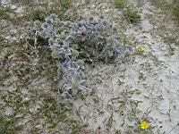 Chardon bleu (prise a Guisseny, Bretagne)(10)